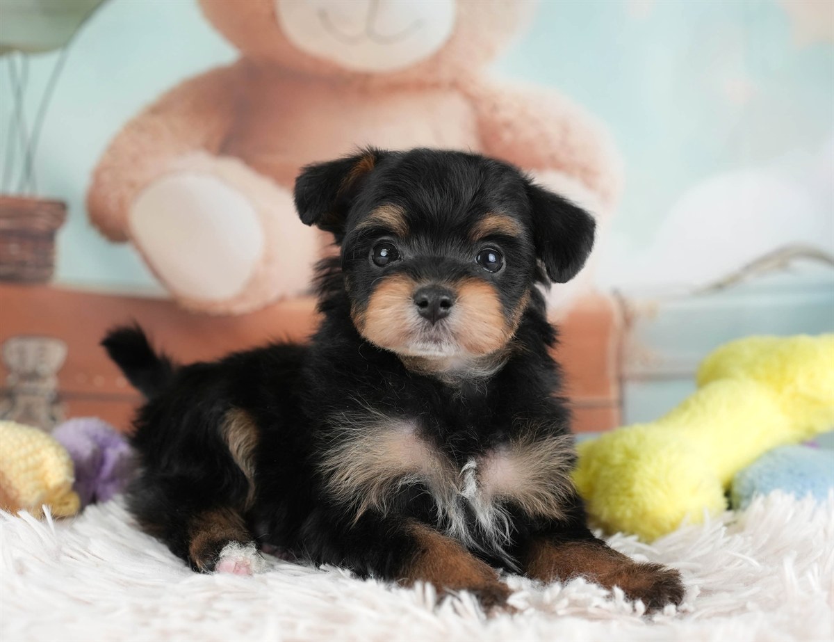 ポメプー | 男の子 | ブラック＆タン | 2026年2月22日（ID:dog-30003087）