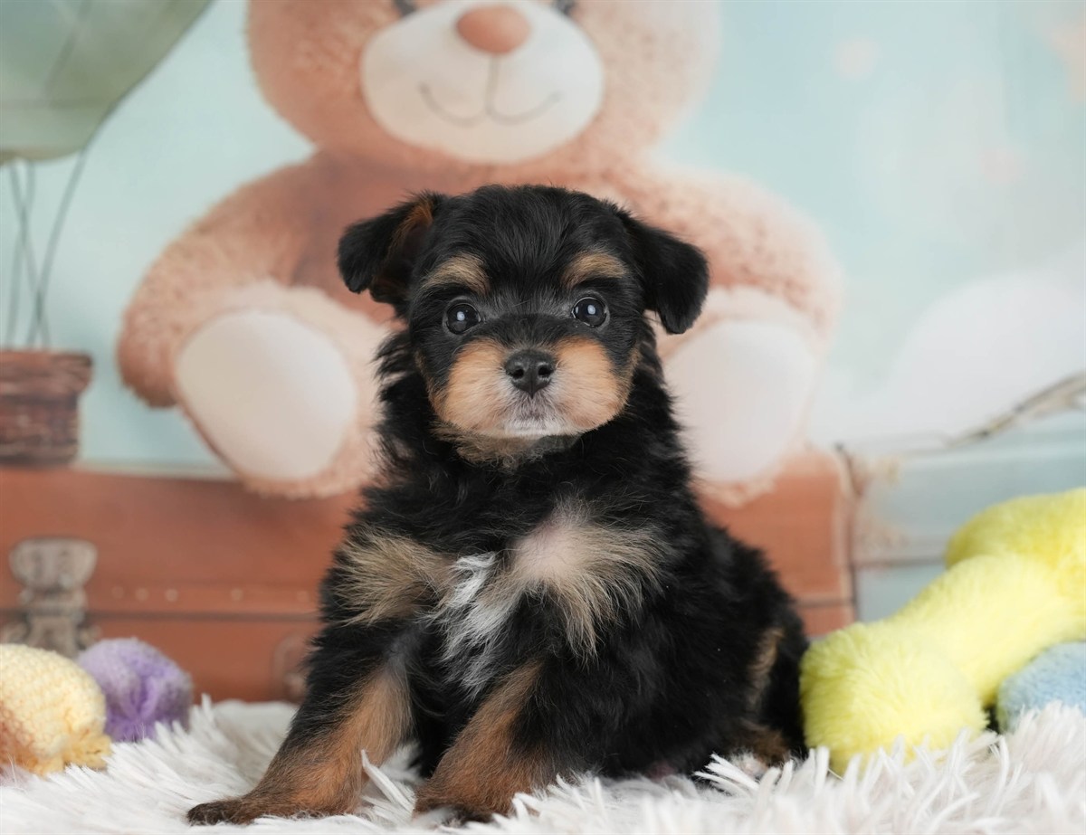 ポメプー | 男の子 | ブラック＆タン | 2026年2月22日（ID:dog-30003087）