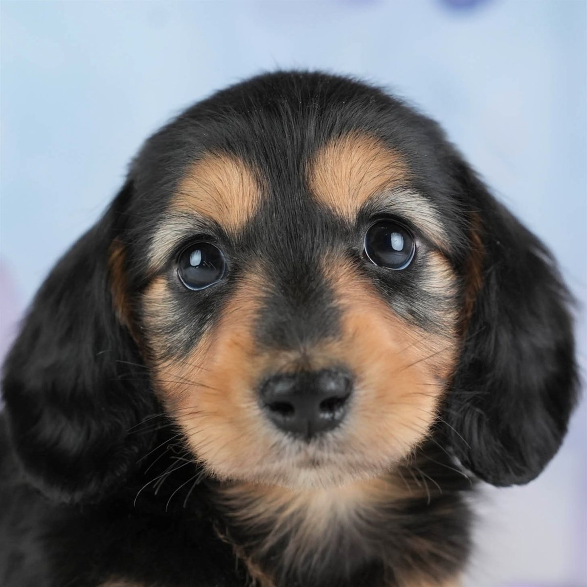 カニンヘン・ダックスフンド(ロング) | 女の子 | ブラック＆タン | 2026年2月22日（ID:dog-30003090）