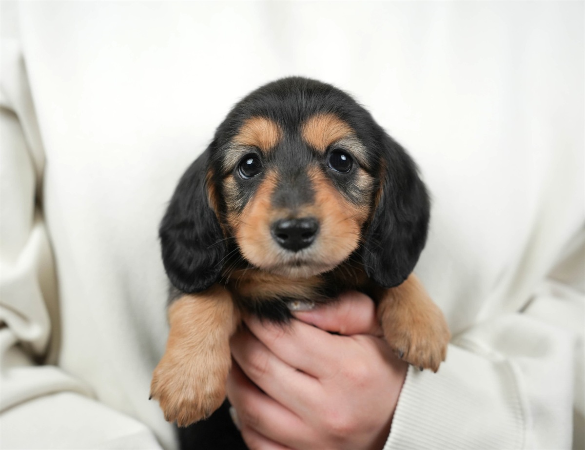 カニンヘン・ダックスフンド(ロング) | 女の子 | ブラック＆タン | 2026年2月22日（ID:dog-30003090）