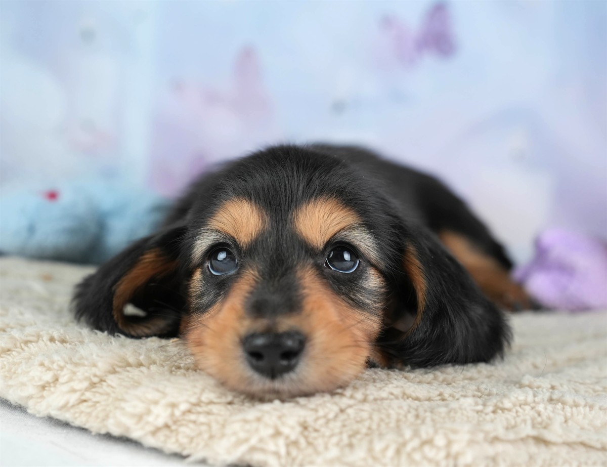 カニンヘン・ダックスフンド(ロング) | 女の子 | ブラック＆タン | 2026年2月22日（ID:dog-30003090）