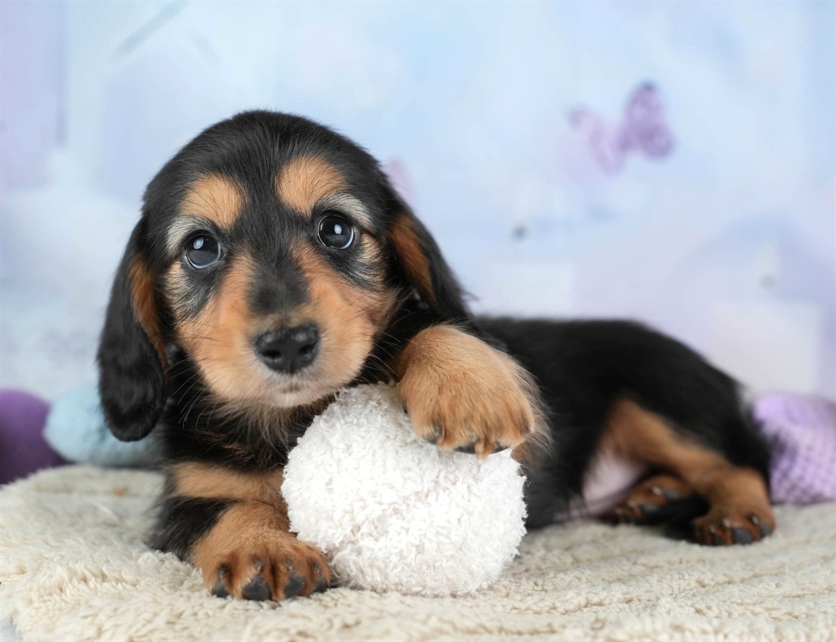 カニンヘン・ダックスフンド(ロング) | 女の子 | ブラック＆タン | 2026年2月22日（ID:dog-30003090）