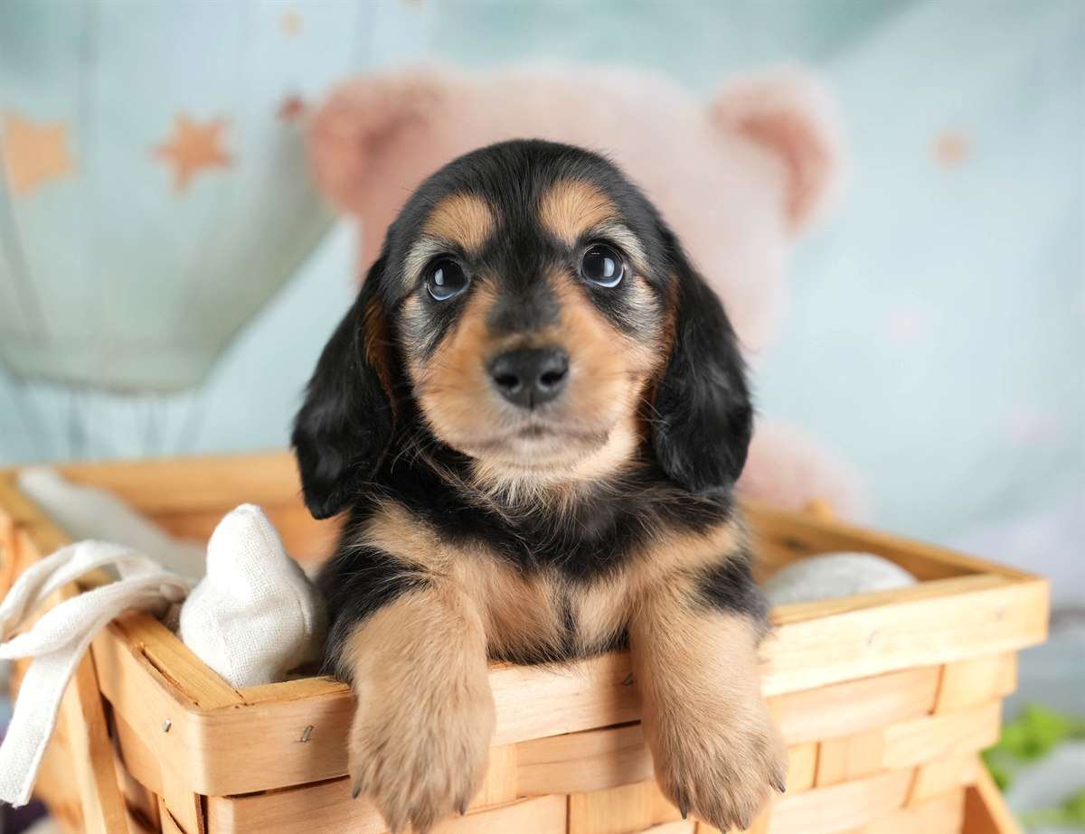 カニンヘン・ダックスフンド(ロング) | 女の子 | ブラック＆タン | 2026年2月22日（ID:dog-30003090）