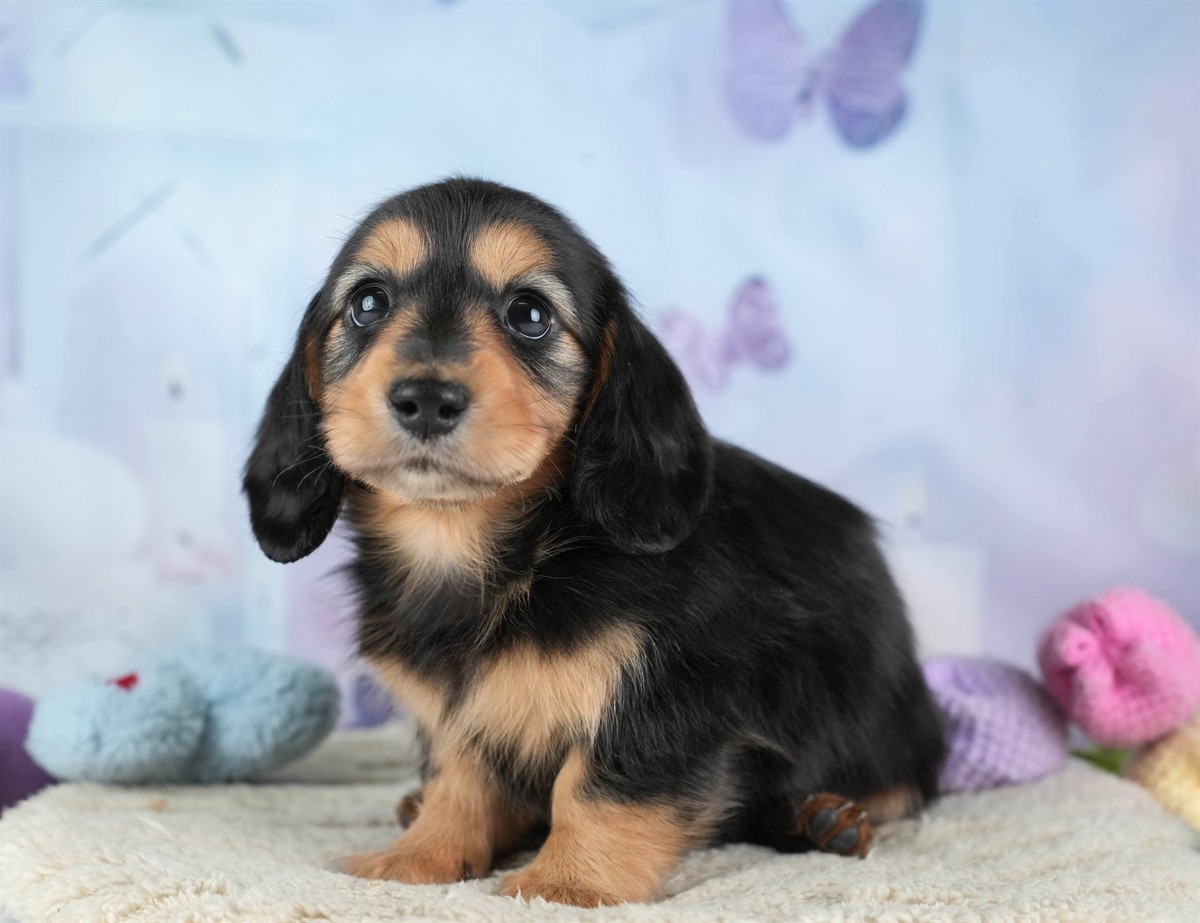 カニンヘン・ダックスフンド(ロング) | 女の子 | ブラック＆タン | 2026年2月22日（ID:dog-30003090）