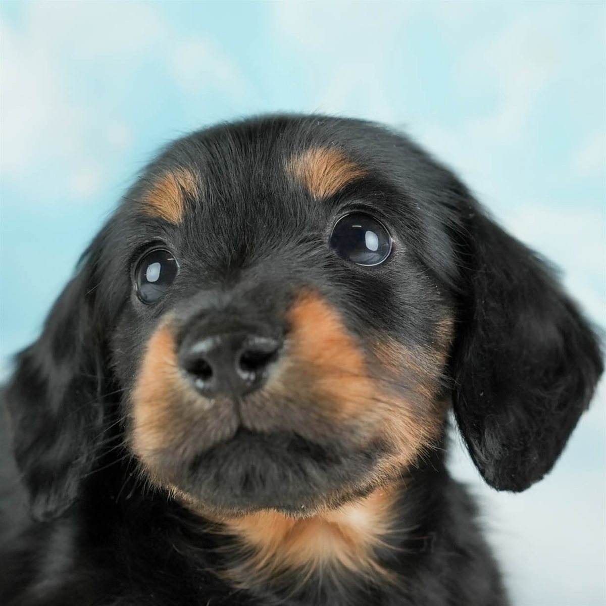 カニンヘン・ダックスフンド(ロング) | 女の子 | ブラック＆タン | 2026年2月22日（ID:dog-30003091）