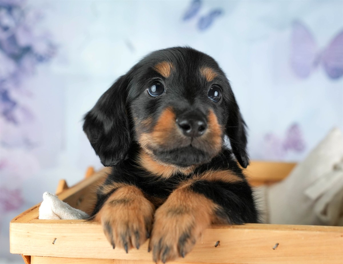 カニンヘン・ダックスフンド(ロング) | 女の子 | ブラック＆タン | 2026年2月22日（ID:dog-30003091）