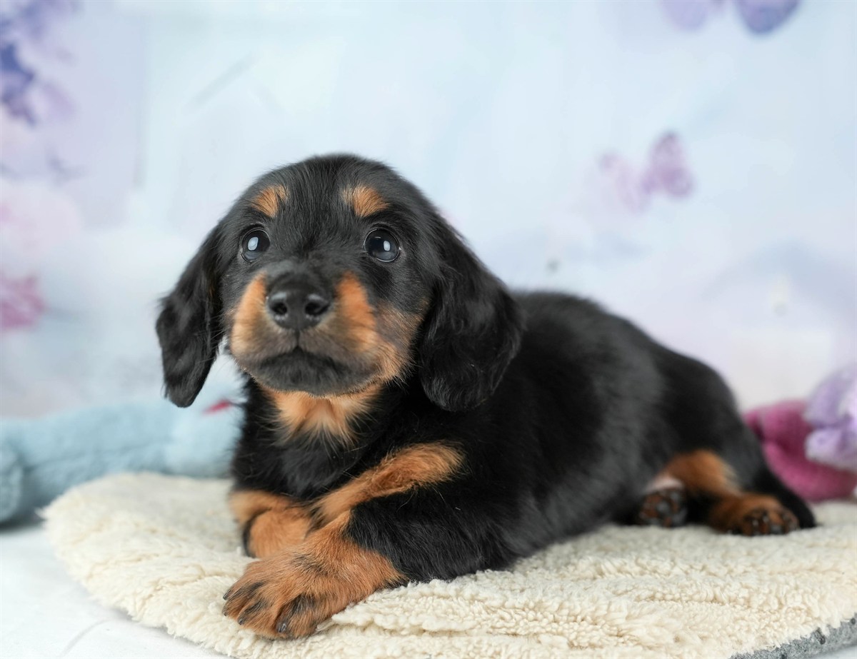 カニンヘン・ダックスフンド(ロング) | 女の子 | ブラック＆タン | 2026年2月22日（ID:dog-30003091）