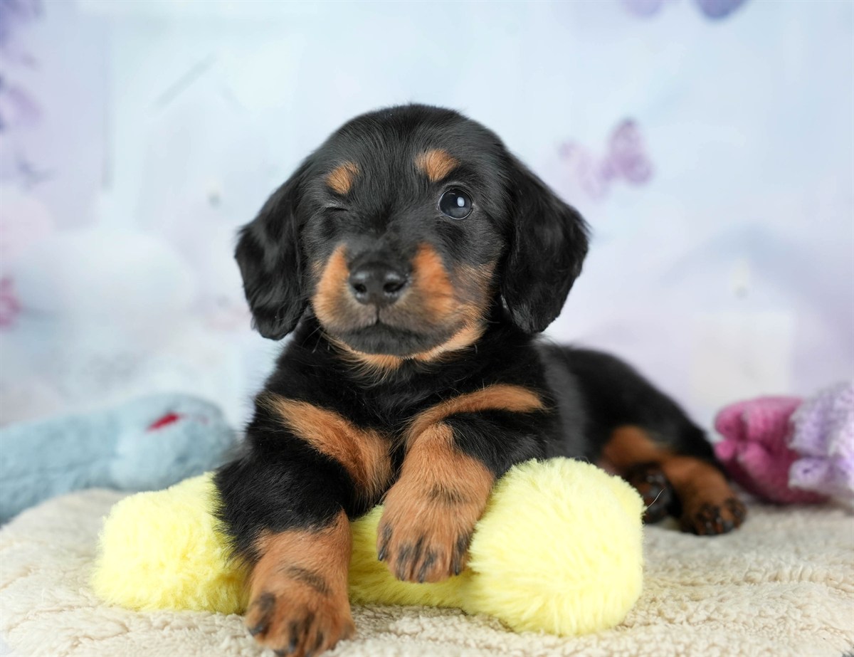 カニンヘン・ダックスフンド(ロング) | 女の子 | ブラック＆タン | 2026年2月22日（ID:dog-30003091）