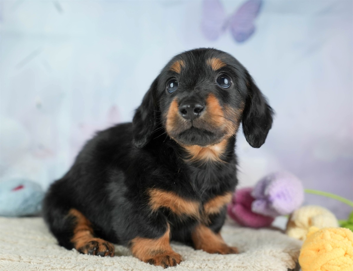 カニンヘン・ダックスフンド(ロング) | 女の子 | ブラック＆タン | 2026年2月22日（ID:dog-30003091）