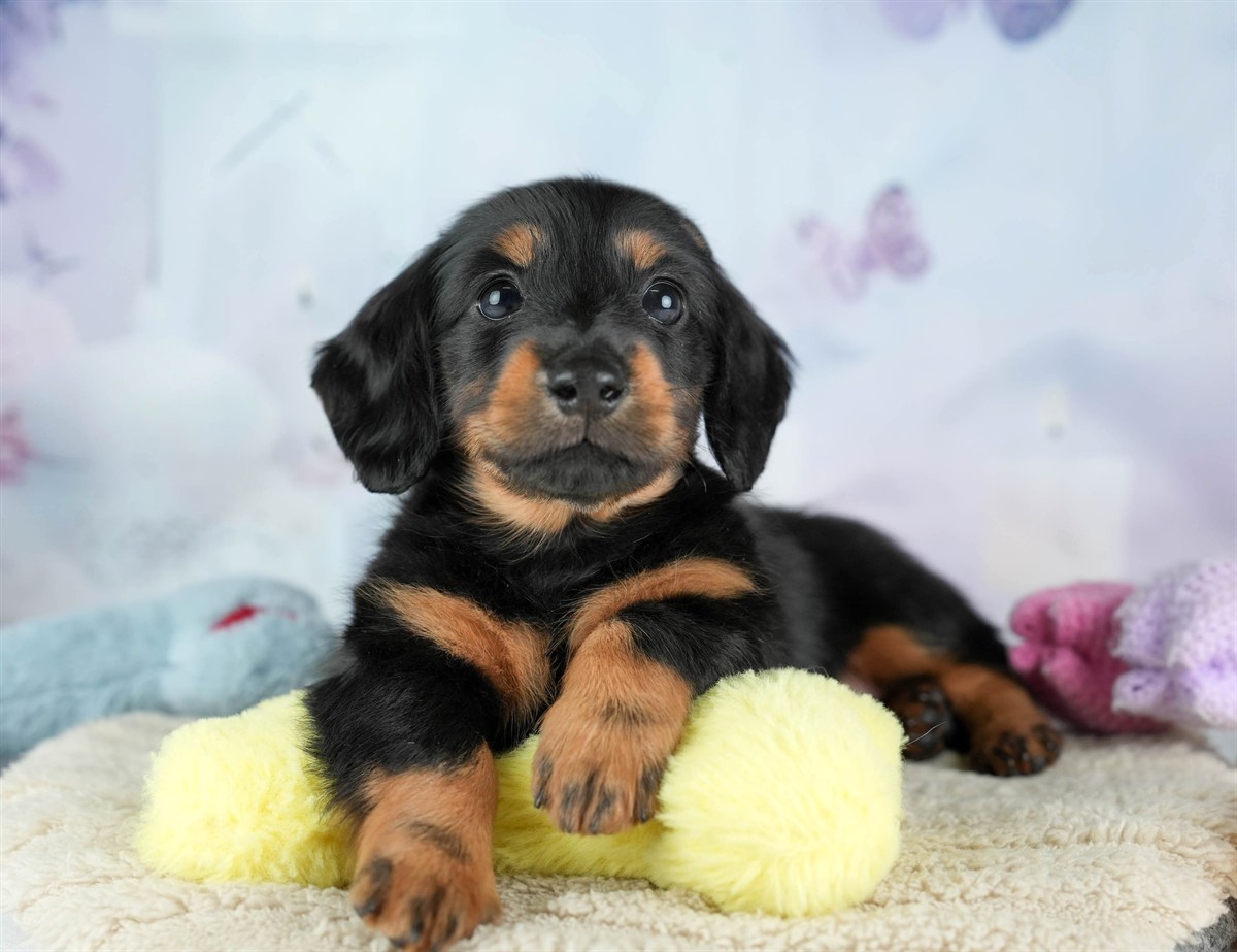 カニンヘン・ダックスフンド(ロング) | 女の子 | ブラック＆タン | 2026年2月22日（ID:dog-30003091）