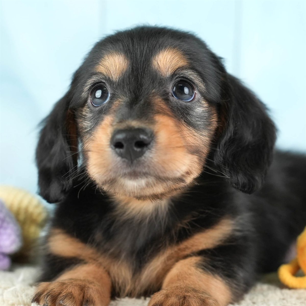 カニンヘン・ダックスフンド(ロング) | 男の子 | ブラック＆タン | 2026年2月22日（ID:dog-30003092）