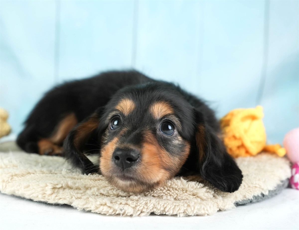 カニンヘン・ダックスフンド(ロング) | 男の子 | ブラック＆タン | 2026年2月22日（ID:dog-30003092）