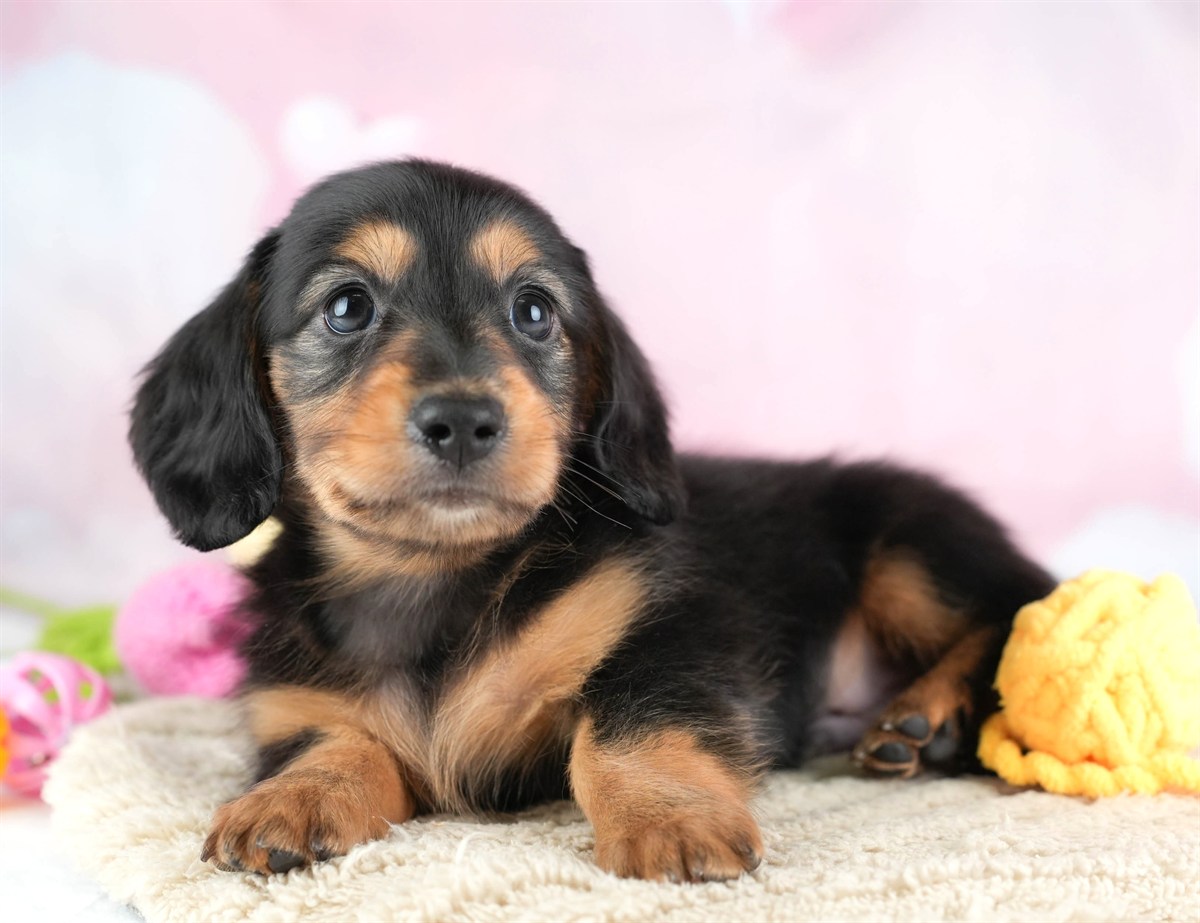 カニンヘン・ダックスフンド(ロング) | 男の子 | ブラック＆タン | 2026年2月22日（ID:dog-30003092）