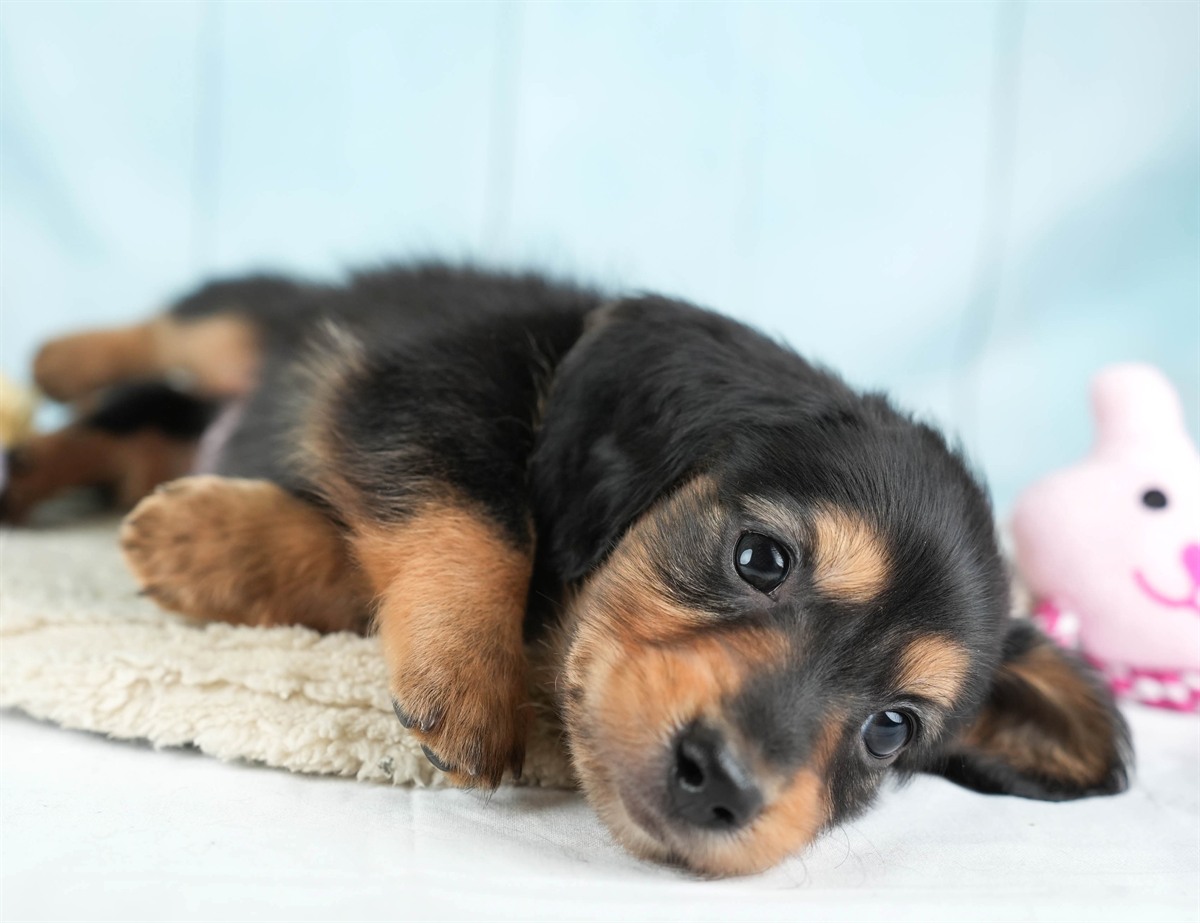 カニンヘン・ダックスフンド(ロング) | 男の子 | ブラック＆タン | 2026年2月22日（ID:dog-30003092）