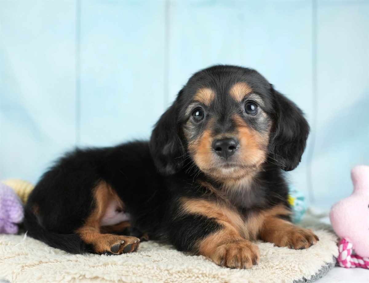 カニンヘン・ダックスフンド(ロング) | 男の子 | ブラック＆タン | 2026年2月22日（ID:dog-30003092）