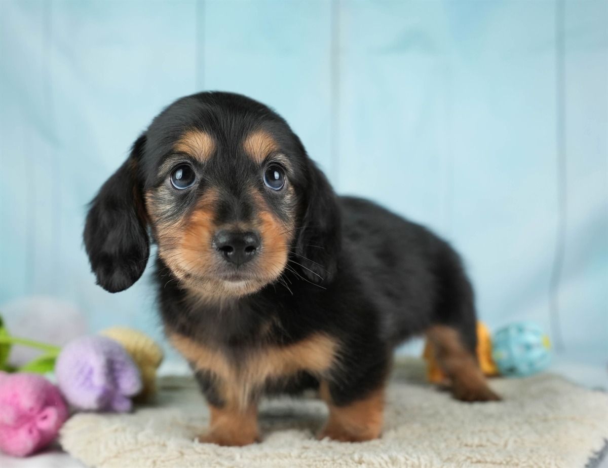 カニンヘン・ダックスフンド(ロング) | 男の子 | ブラック＆タン | 2026年2月22日（ID:dog-30003092）