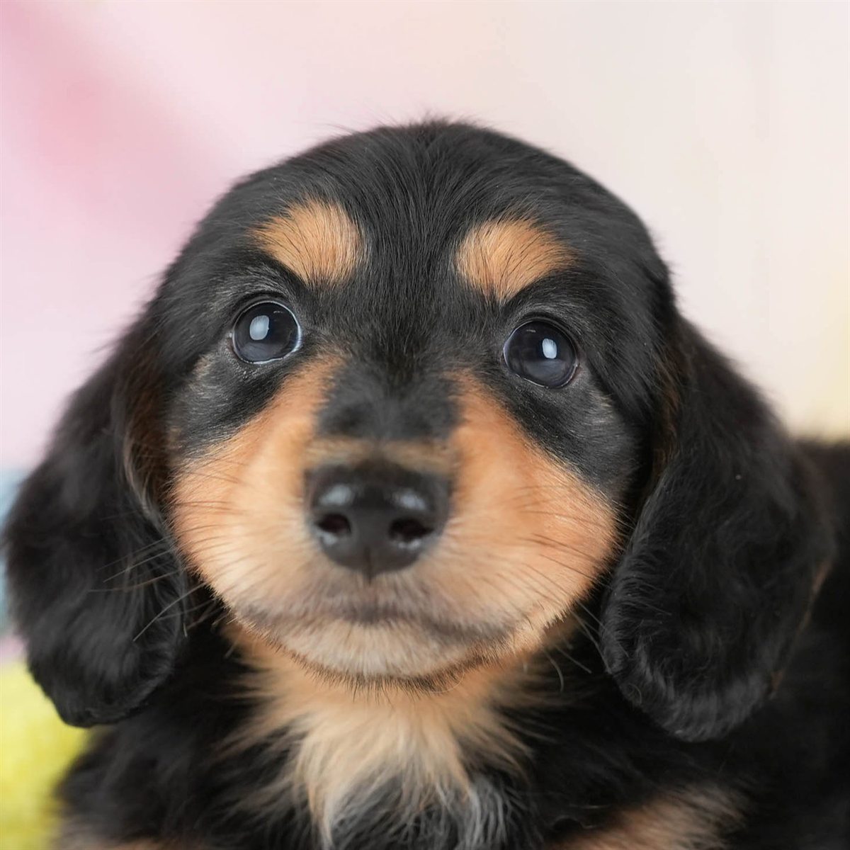 カニンヘン・ダックスフンド(ロング) | 男の子 | ブラック＆タン | 2026年2月22日（ID:dog-30003094）