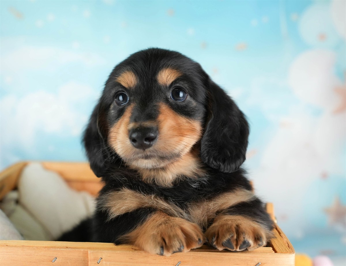 カニンヘン・ダックスフンド(ロング) | 男の子 | ブラック＆タン | 2026年2月22日（ID:dog-30003094）