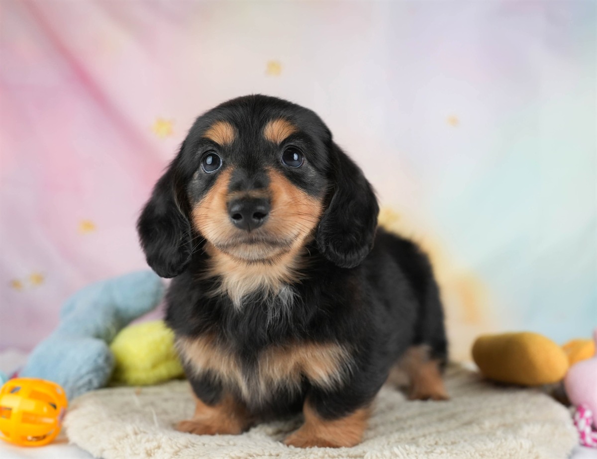 カニンヘン・ダックスフンド(ロング) | 男の子 | ブラック＆タン | 2026年2月22日（ID:dog-30003094）