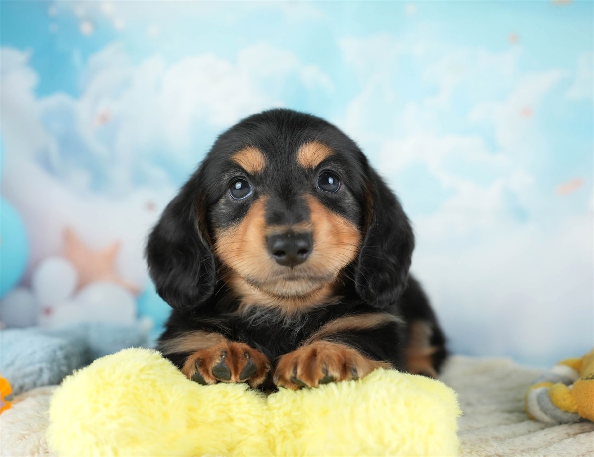 カニンヘン・ダックスフンド(ロング) | 男の子 | ブラック＆タン | 2026年2月22日（ID:dog-30003094）