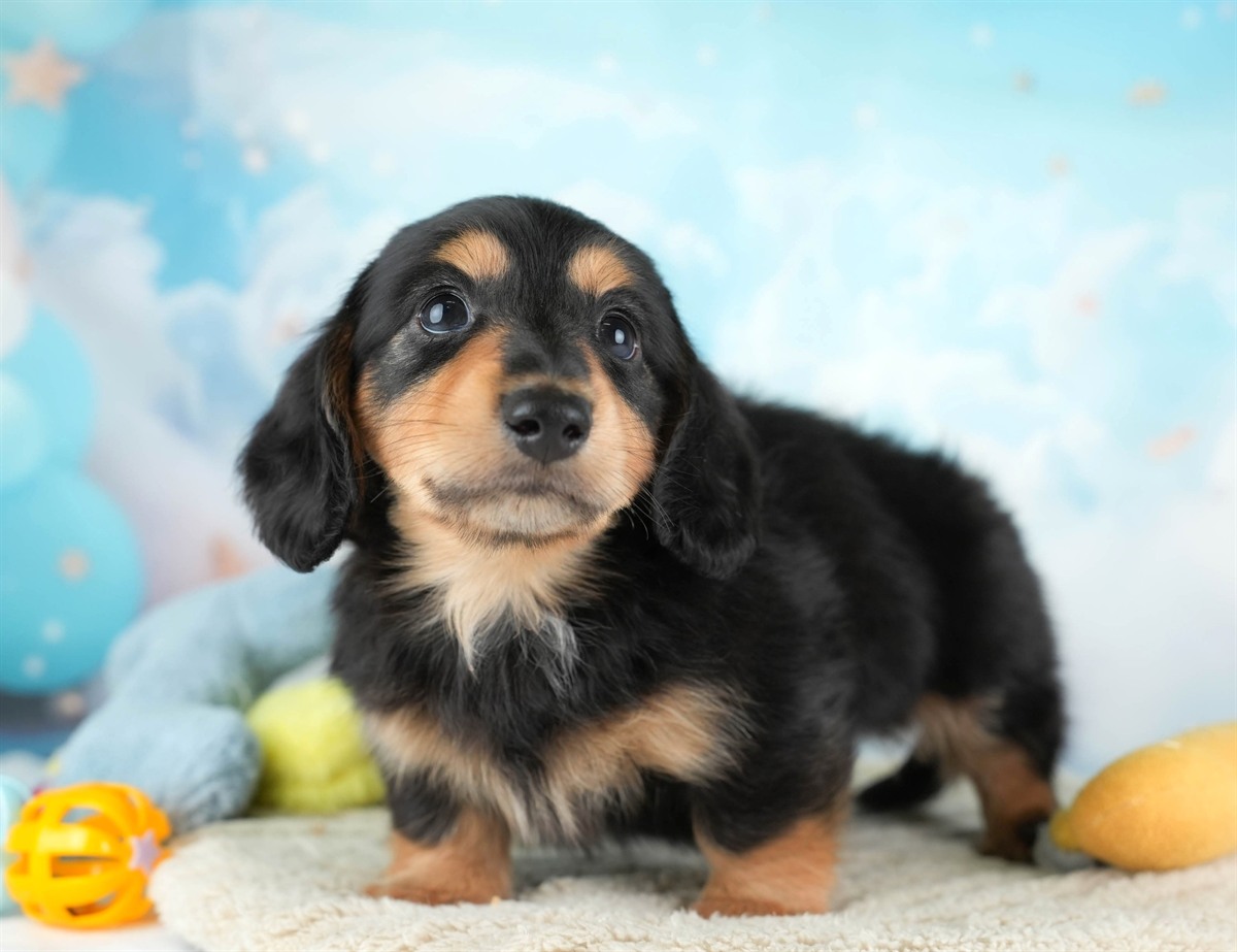 カニンヘン・ダックスフンド(ロング) | 男の子 | ブラック＆タン | 2026年2月22日（ID:dog-30003094）