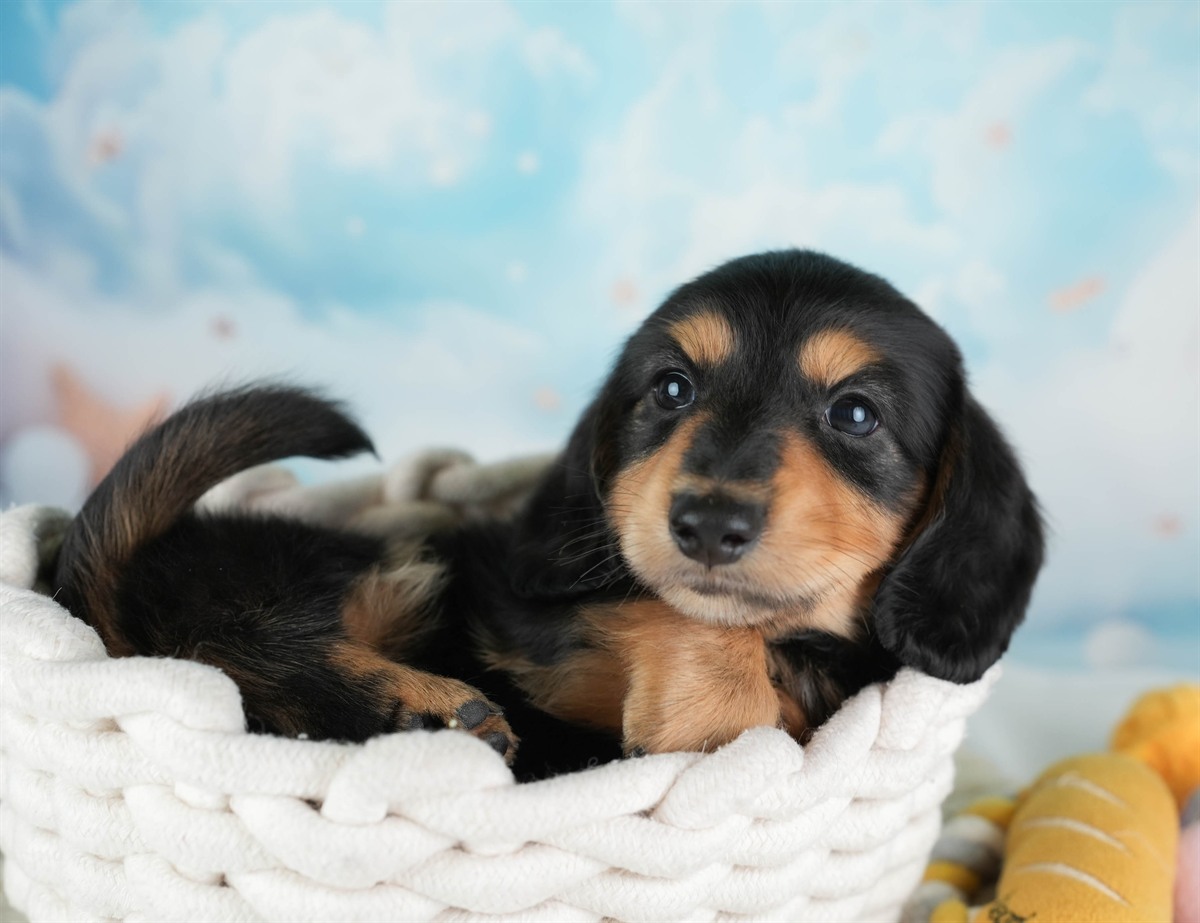 カニンヘン・ダックスフンド(ロング) | 男の子 | ブラック＆タン | 2026年2月22日（ID:dog-30003094）