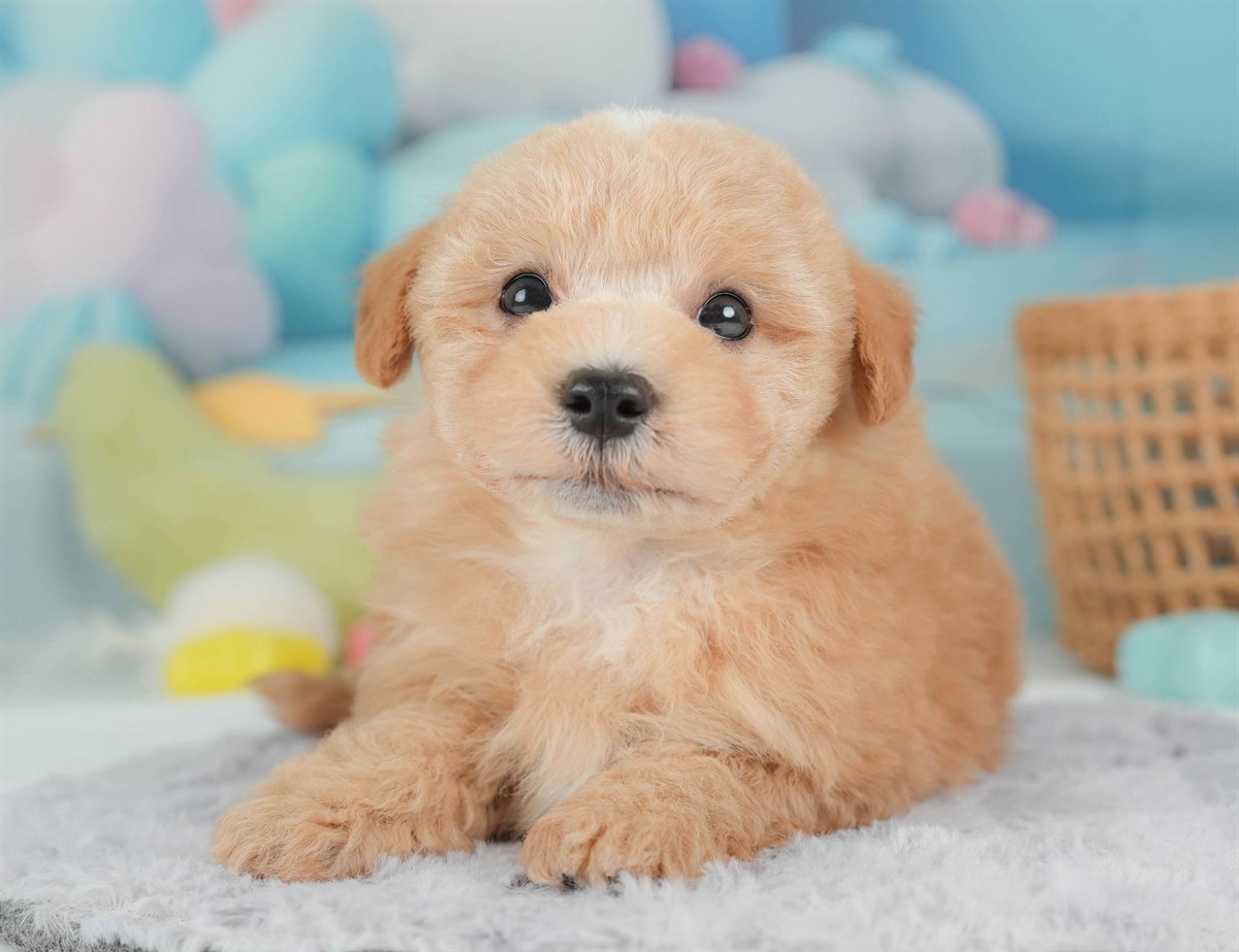 マルプー | 男の子 | アプリコット | 2026年2月23日（ID:dog-30003095）