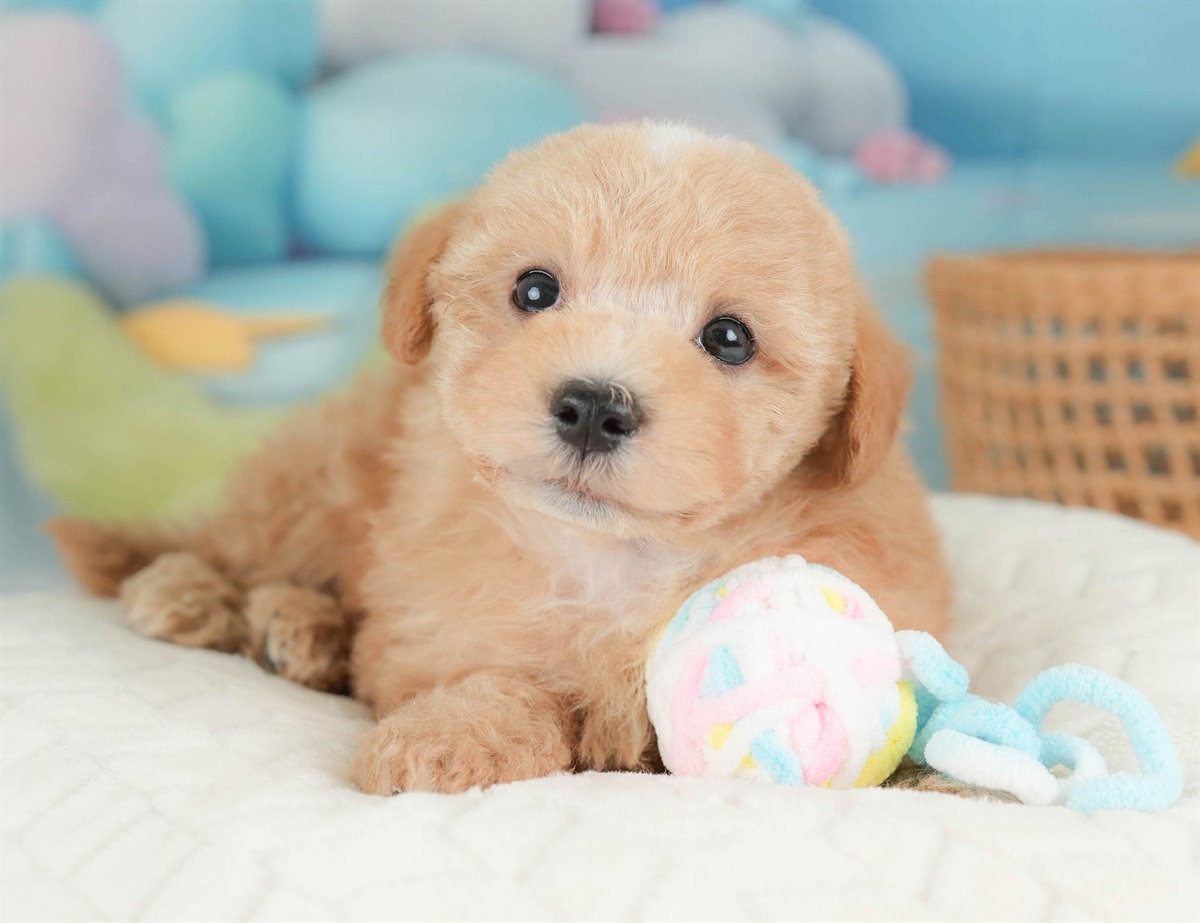 マルプー | 男の子 | アプリコット | 2026年2月23日（ID:dog-30003095）