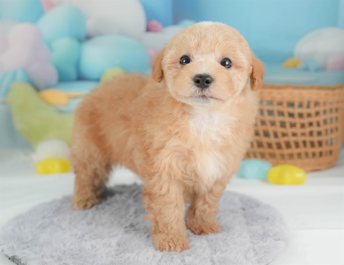 マルプー | 男の子 | アプリコット | 2026年2月23日（ID:dog-30003095）