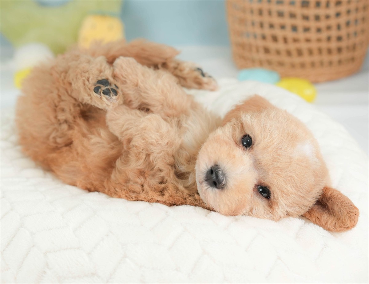 マルプー | 男の子 | アプリコット | 2026年2月23日（ID:dog-30003095）