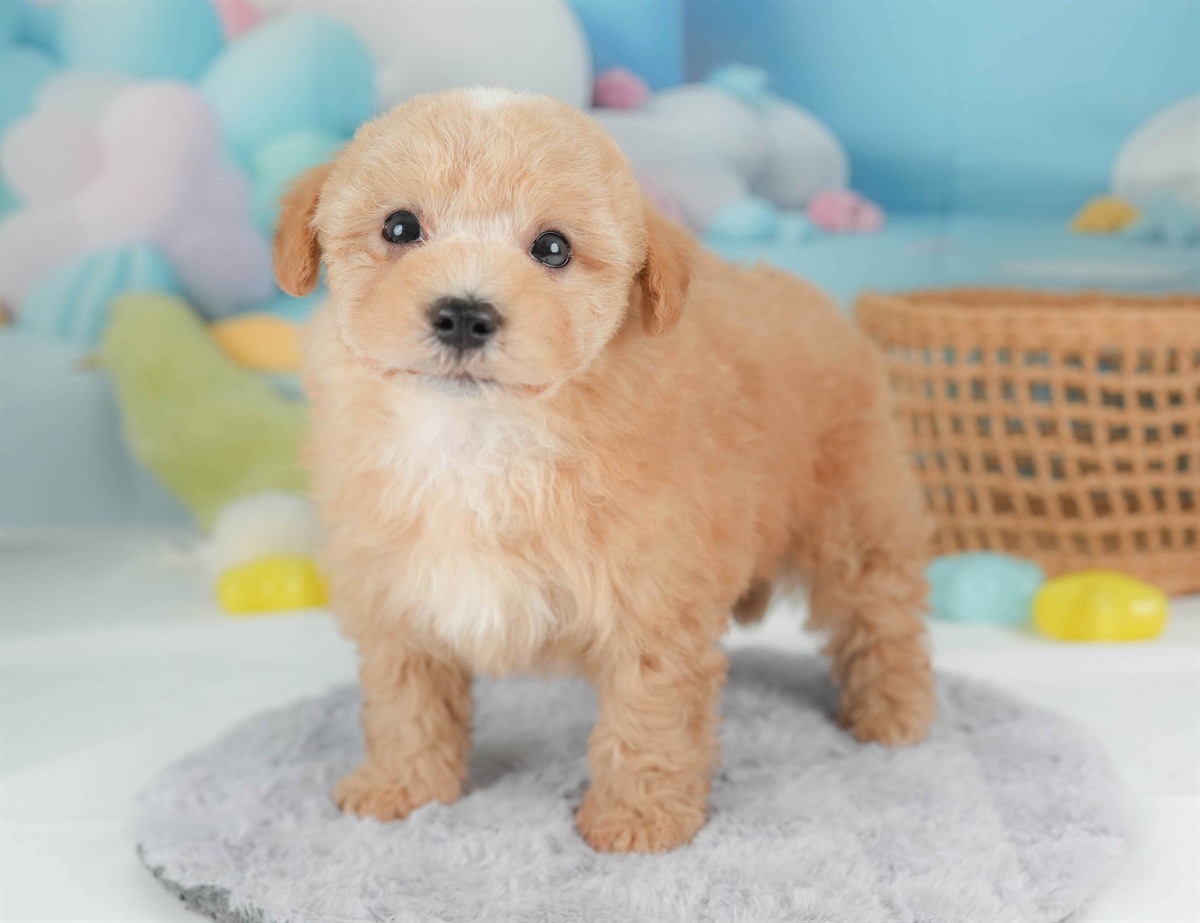 マルプー | 男の子 | アプリコット | 2026年2月23日（ID:dog-30003095）