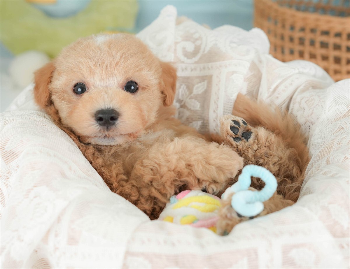 マルプー | 男の子 | アプリコット | 2026年2月23日（ID:dog-30003095）