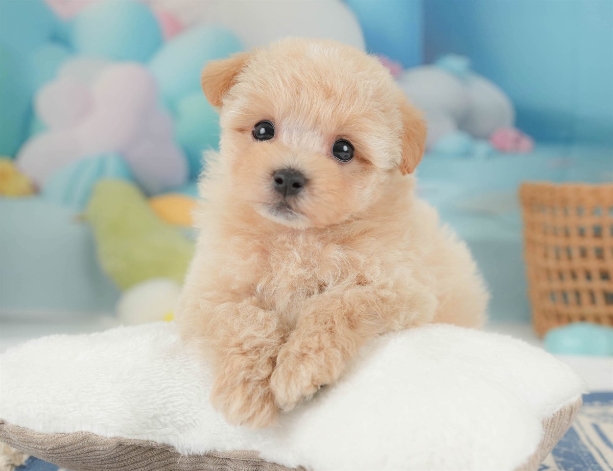 マルプー | 男の子 | アプリコット | 2026年2月23日（ID:dog-30003096）