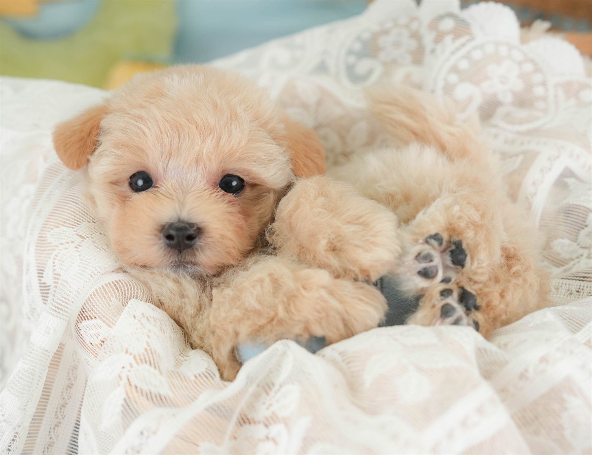 マルプー | 男の子 | アプリコット | 2026年2月23日（ID:dog-30003096）