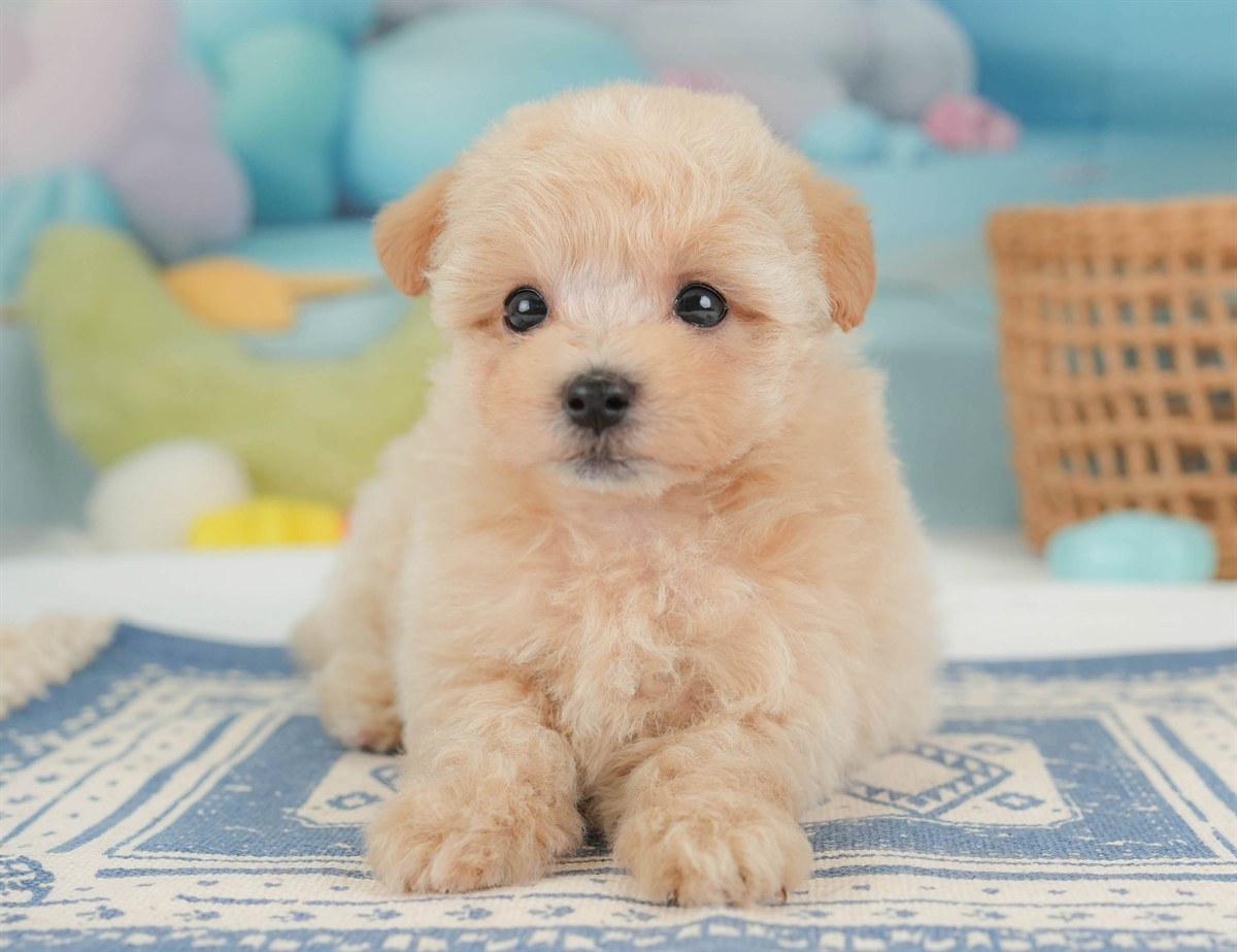 マルプー | 男の子 | アプリコット | 2026年2月23日（ID:dog-30003096）