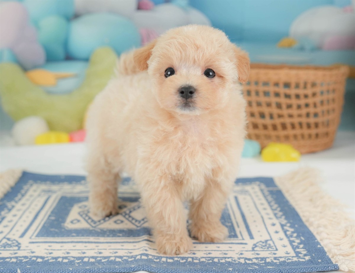 マルプー | 男の子 | アプリコット | 2026年2月23日（ID:dog-30003096）