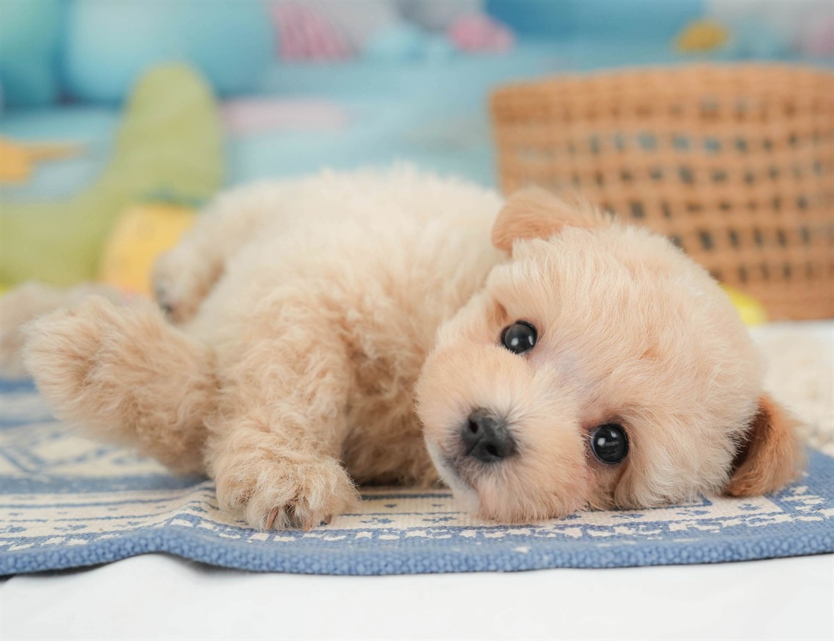 マルプー | 男の子 | アプリコット | 2026年2月23日（ID:dog-30003096）