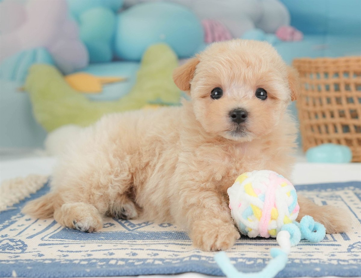 マルプー | 男の子 | アプリコット | 2026年2月23日（ID:dog-30003096）