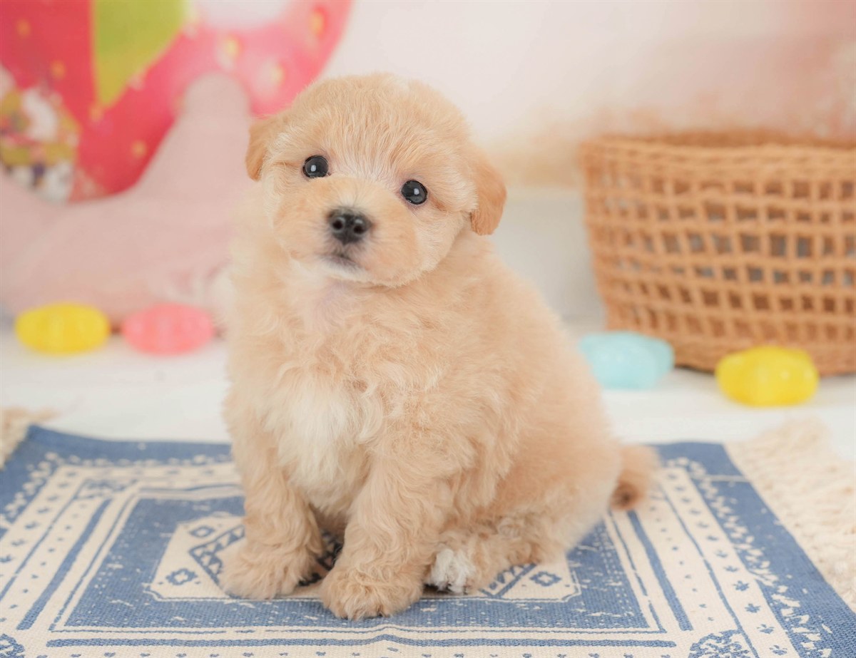 マルプー | 男の子 | アプリコット | 2026年2月23日（ID:dog-30003097）