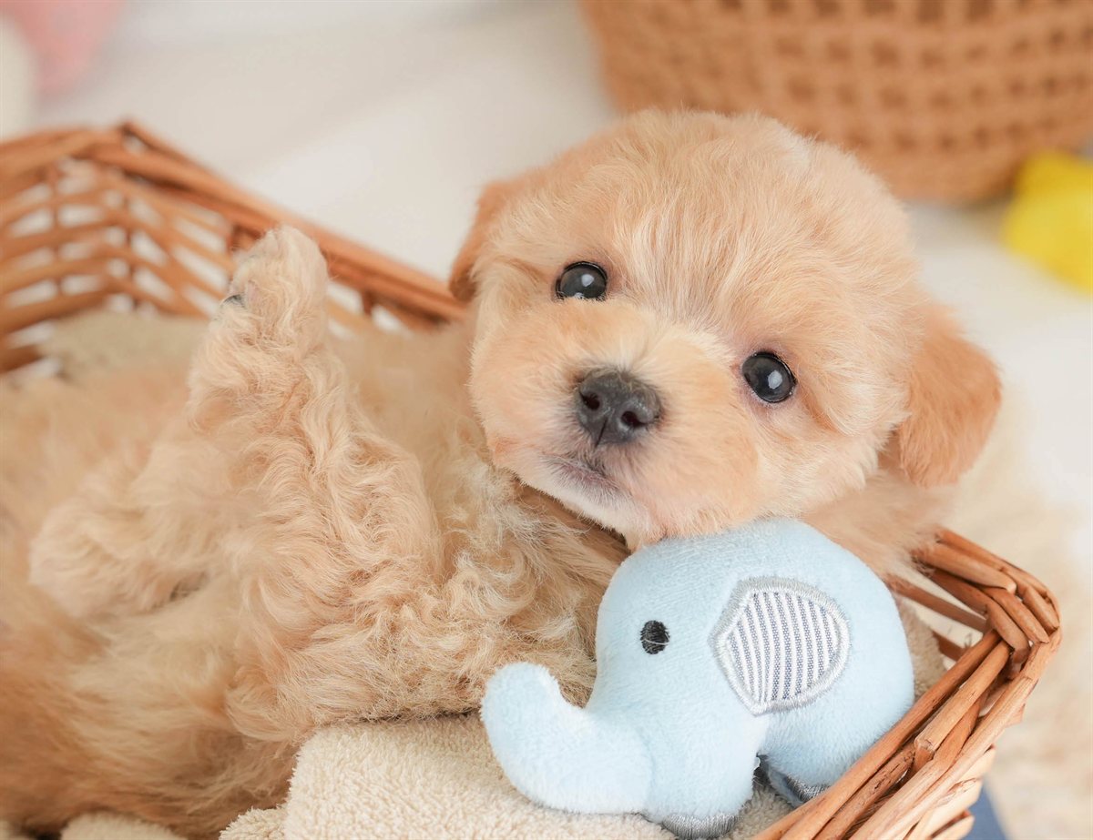 マルプー | 男の子 | アプリコット | 2026年2月23日（ID:dog-30003097）