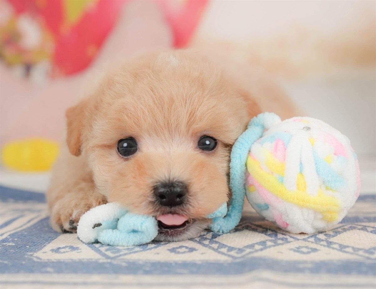 マルプー | 男の子 | アプリコット | 2026年2月23日（ID:dog-30003097）