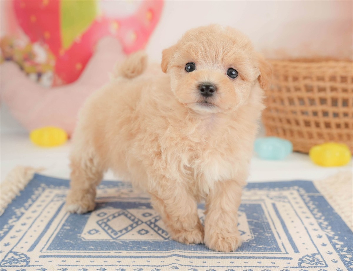 マルプー | 男の子 | アプリコット | 2026年2月23日（ID:dog-30003097）