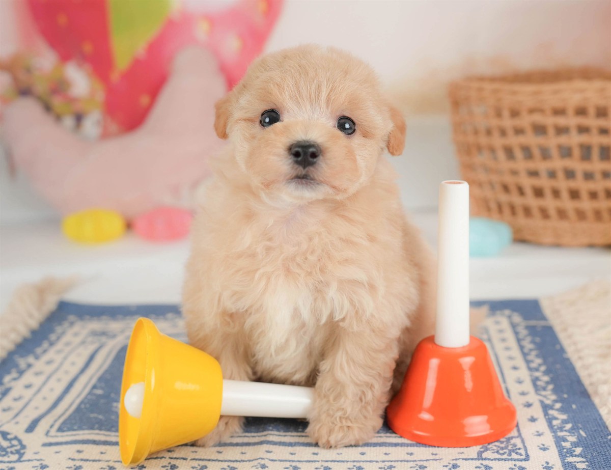 マルプー | 男の子 | アプリコット | 2026年2月23日（ID:dog-30003097）