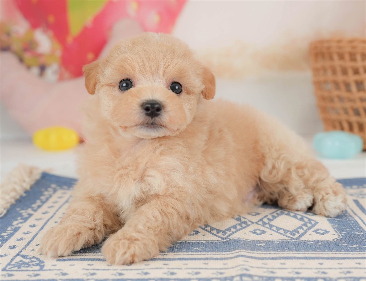 マルプー | 男の子 | アプリコット | 2026年2月23日（ID:dog-30003097）