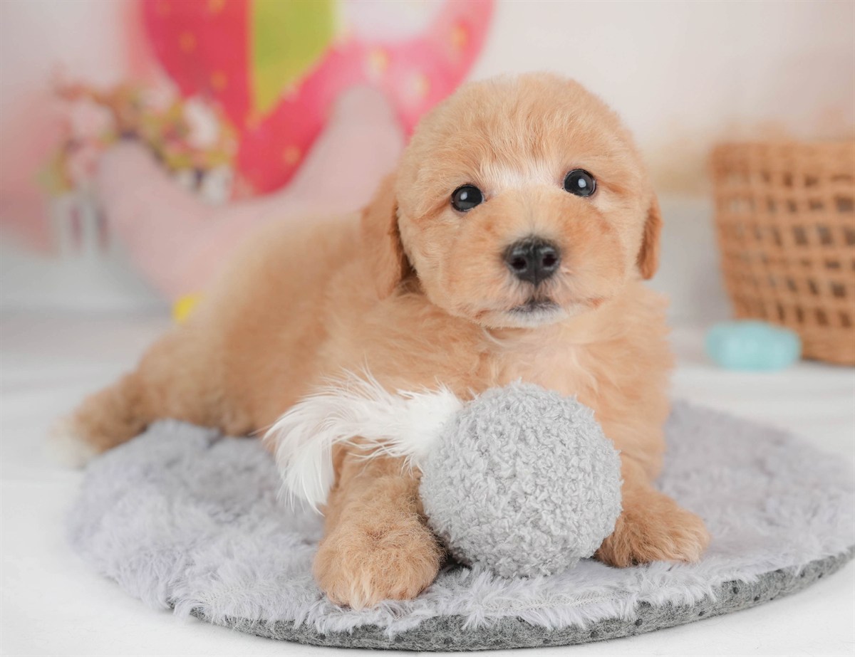 マルプー | 男の子 | アプリコット | 2026年2月23日（ID:dog-30003098）