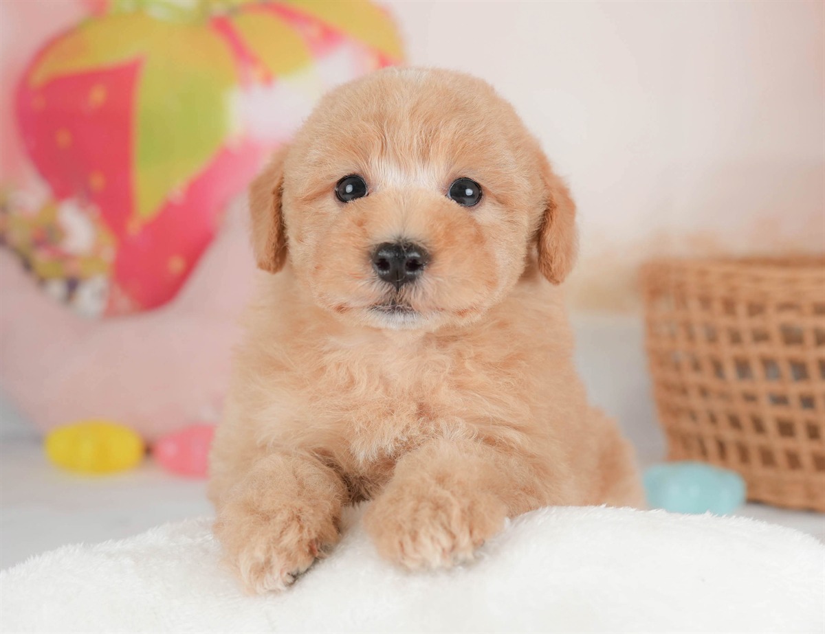 マルプー | 男の子 | アプリコット | 2026年2月23日（ID:dog-30003098）