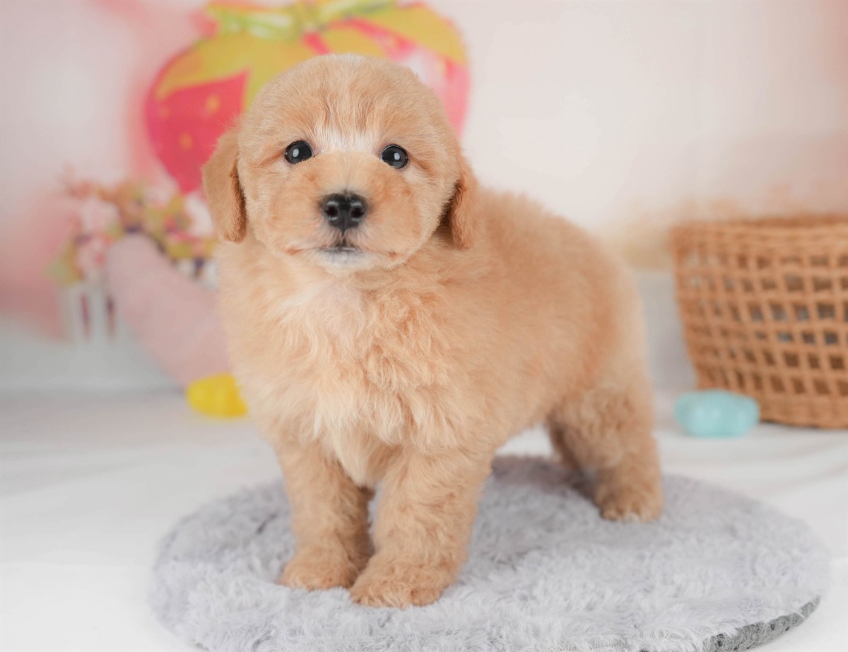 マルプー | 男の子 | アプリコット | 2026年2月23日（ID:dog-30003098）