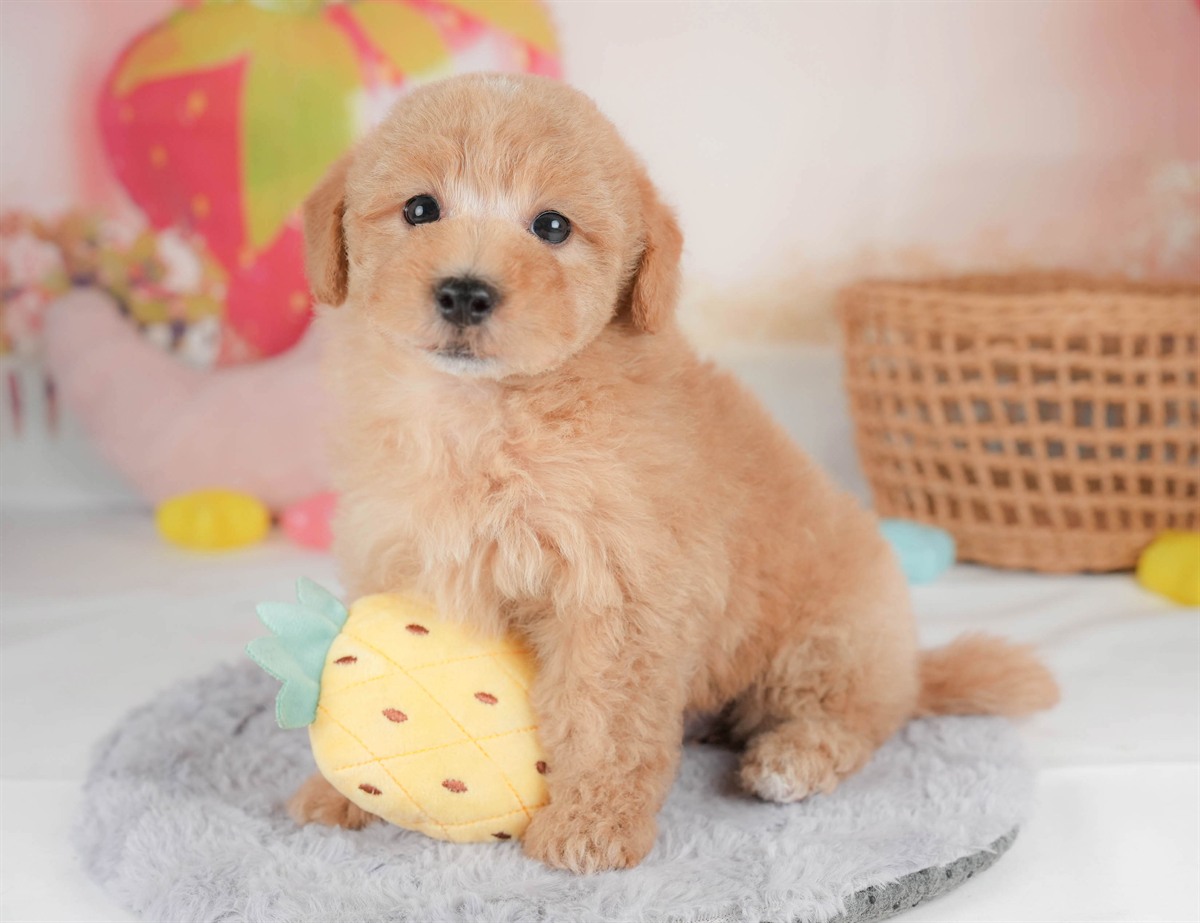 マルプー | 男の子 | アプリコット | 2026年2月23日（ID:dog-30003098）