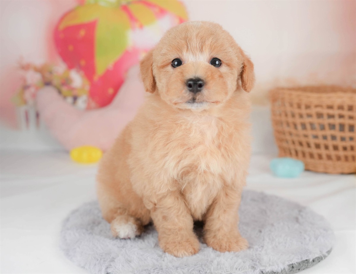 マルプー | 男の子 | アプリコット | 2026年2月23日（ID:dog-30003098）