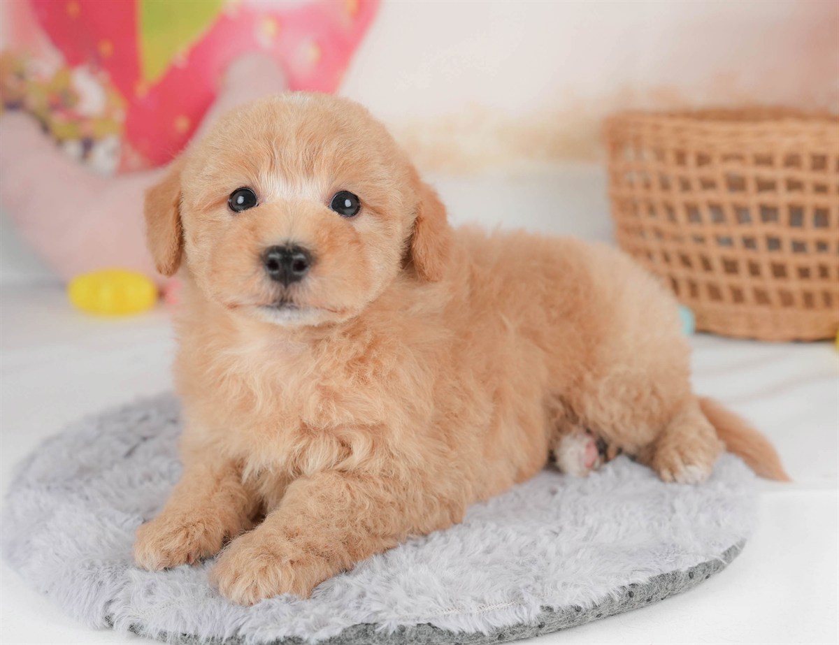 マルプー | 男の子 | アプリコット | 2026年2月23日（ID:dog-30003098）